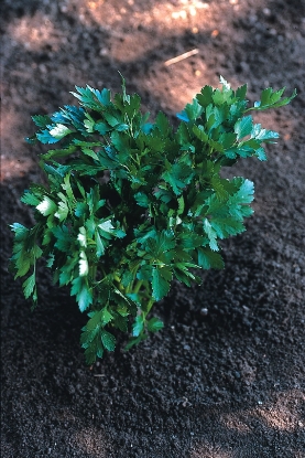 Picture of Organic Parsley Gigante D'Italia